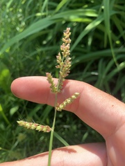 Echinochloa crus-galli