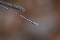 Lestoidea conjuncta