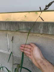 Echinochloa crus-galli