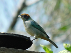 Stilpnia vitriolina