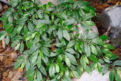 Elatostema reticulatum