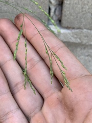 Panicum dichotomiflorum