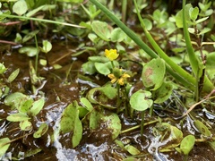 Halerpestes cymbalaria
