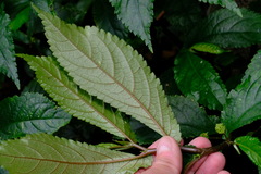 Elatostema reticulatum