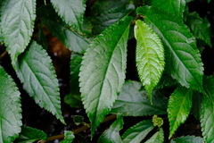 Elatostema reticulatum