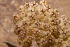 Asclepias eriocarpa