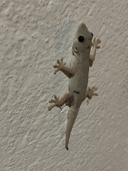 Hemidactylus flaviviridis