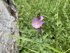 Sidalcea neomexicana