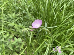 Sidalcea neomexicana