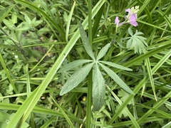 Sidalcea neomexicana