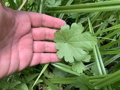 Sidalcea neomexicana
