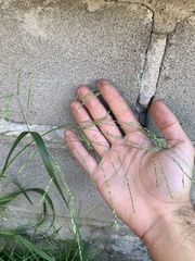 Panicum dichotomiflorum