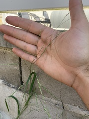 Panicum dichotomiflorum