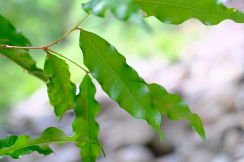 Syzygium anisatum, photograph 3
