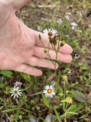 Symphyotrichum simmondsii