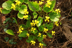Viola rotundifolia
