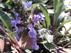 Salvia sonomensis