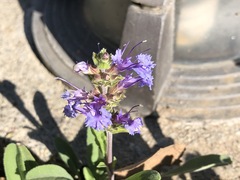 Salvia sonomensis