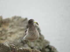Larus belcheri