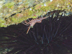 Rhynchocinetes durbanensis