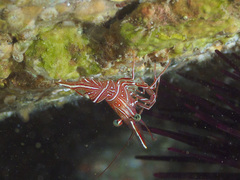 Rhynchocinetes durbanensis