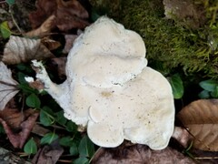 Rigidoporus