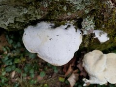 Rigidoporus