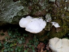 Rigidoporus