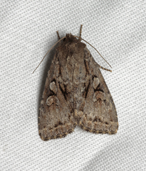 Apterogenum ypsillon