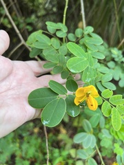 Senna pendula