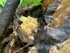 Ramaria formosa