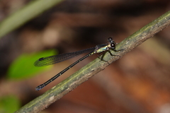 Lestoidea