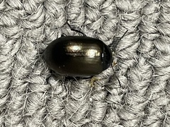 Chrysolina hyperici