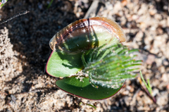 Leucadendron platyspermum