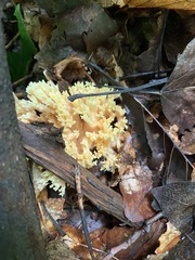 Ramaria formosa