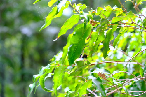 Image of Ringwood (Syzygium anisatum) by (c) Peter Crowcroft, some rights reserved (CC BY)