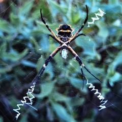 Argiope argentata