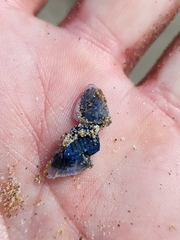 Dosima fascicularis