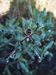 Argiope argentata
