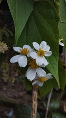 Montanoa