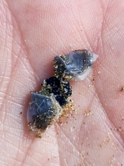 Dosima fascicularis