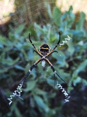 Argiope argentata