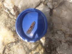 Aphelodoris antillensis