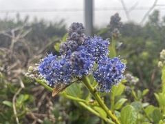 Ceanothus thyrsiflorus