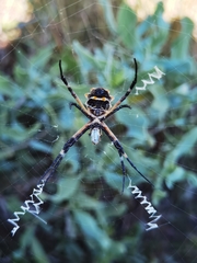 Argiope argentata