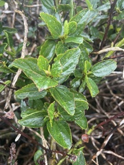 Ceanothus thyrsiflorus
