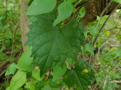 Phyllosticta ampelicida