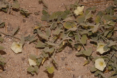 Calystegia malacophylla malacophylla