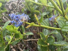 Ceanothus thyrsiflorus
