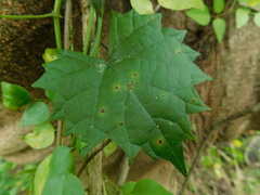 Phyllosticta ampelicida
